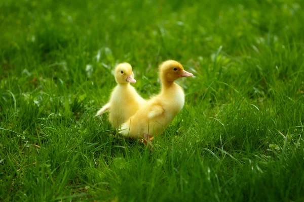 室外在绿色草地上的小鸭子 — 图库照片