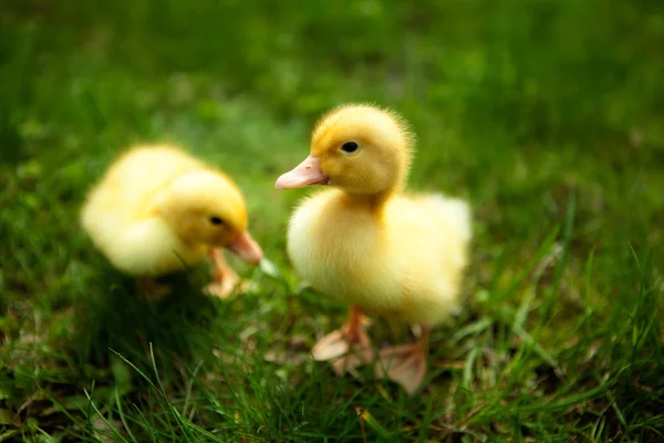 Small ducklings outdoor on green grass — Stock Photo, Image
