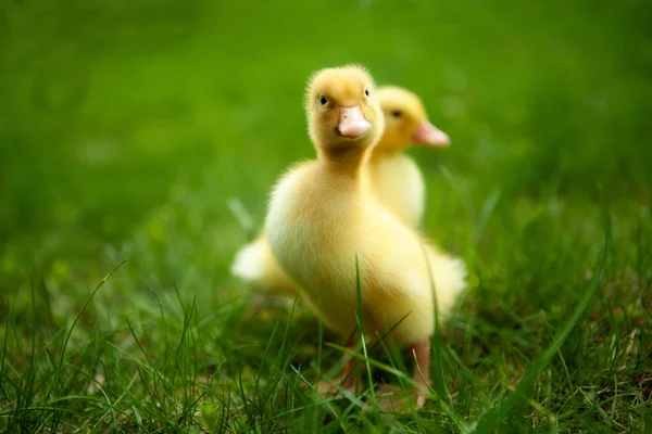 室外在绿色草地上的小鸭子 — 图库照片