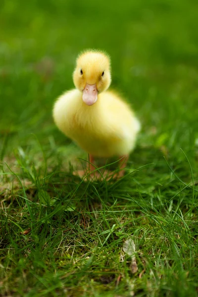 Small duckling outdoor on green grass — Stock Photo, Image