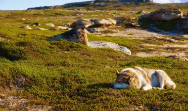 Eskimo Köpek güneşin tadını çıkarma