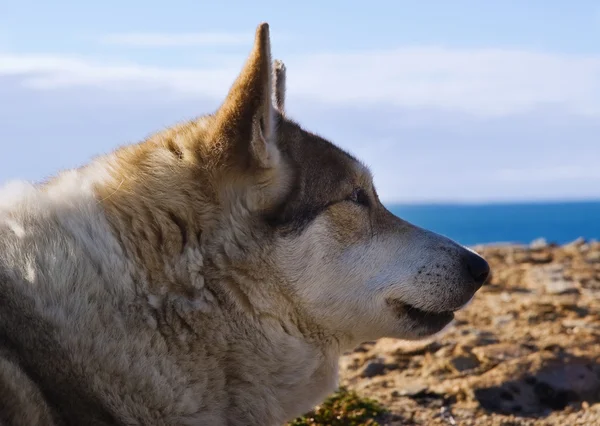 Eskimo hund basking i solen — Stockfoto