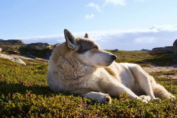 Eskimo dog basking in the sun — Stock Photo, Image
