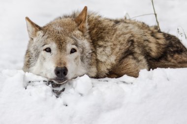 Dark grey wolf in winter clipart