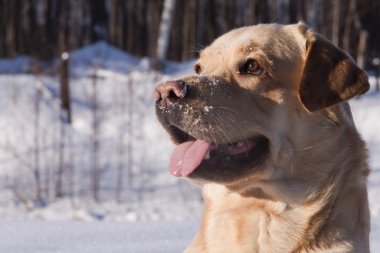 Kışın kar labrador av