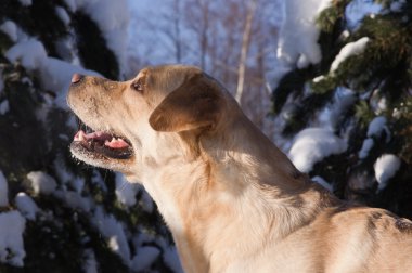 Kışın kar labrador av