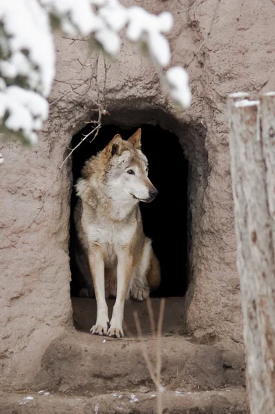 Loup en hiver — Photo