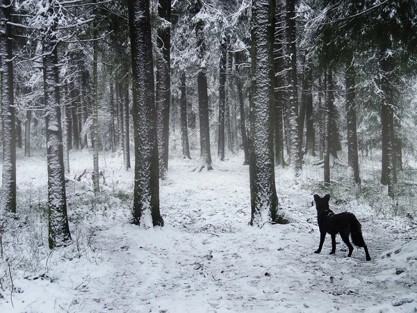 Svart hund promenader i vinter skog — Stockfoto