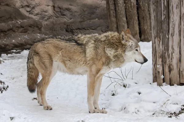 冬の暗い灰色オオカミ — ストック写真
