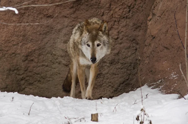 Tmavě šedý Vlk v zimě — Stock fotografie