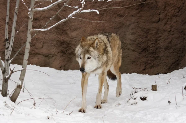 Lobo cinzento escuro no inverno — Fotografia de Stock