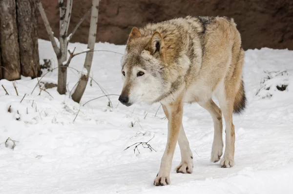 Lobo en invierno — Foto de Stock