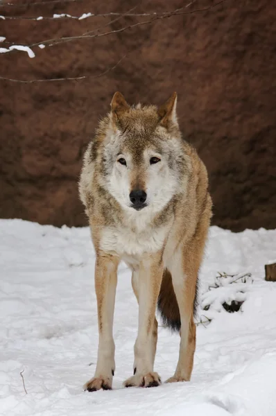 冬のオオカミ — ストック写真