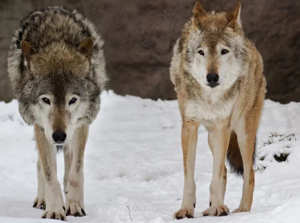 Два волка на снегу — стоковое фото