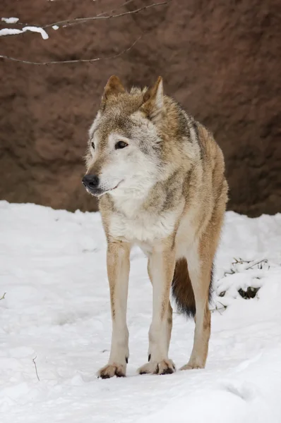 Ciemny szary wilk w zimie — Zdjęcie stockowe
