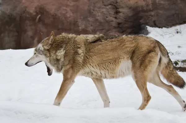 Lobo en invierno —  Fotos de Stock