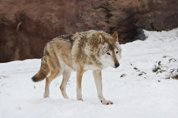 在冬天的狼 — 图库照片