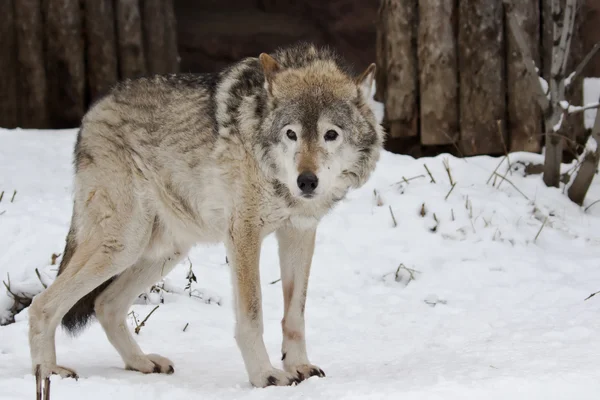 Tmavě šedý Vlk v zimě — Stock fotografie