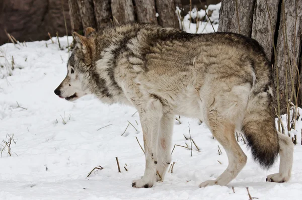 Lobo gris oscuro en invierno —  Fotos de Stock