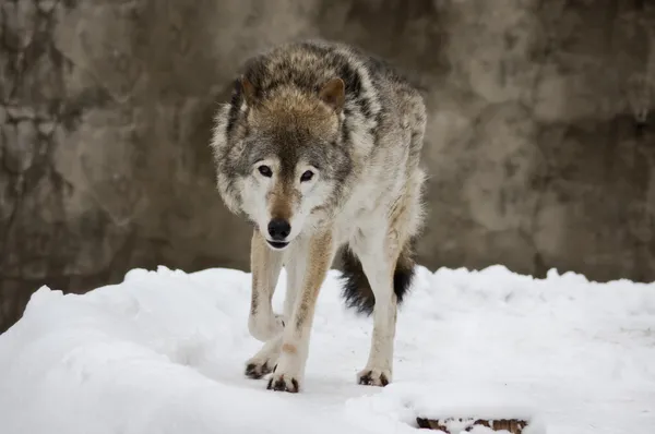 冬の暗い灰色オオカミ — ストック写真