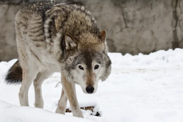 Σκούρο γκρι λύκος το χειμώνα — 图库照片