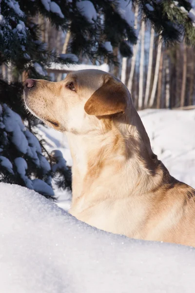 Labrador caccia in una neve invernale — Foto Stock