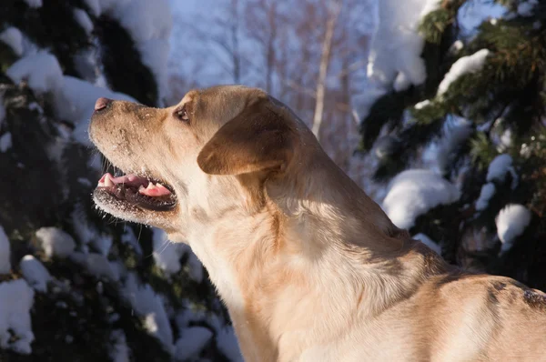 Labrador hunting in a winter snow — Stock Photo, Image