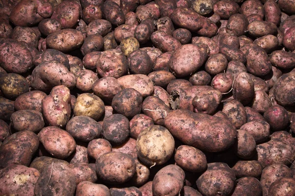 Pommes de terre légumes crus modèle alimentaire — Photo