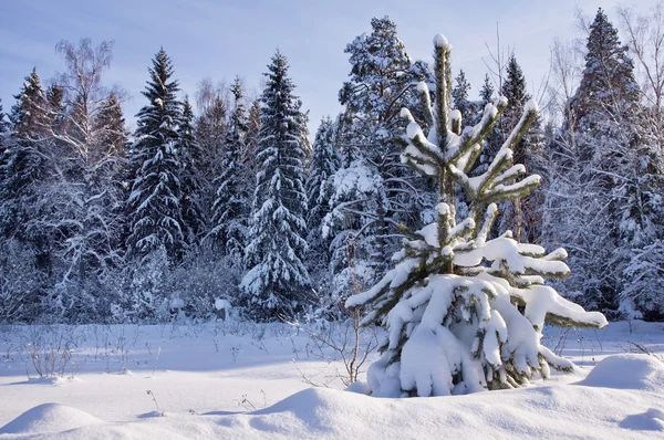Зимний пейзаж Карелии — стоковое фото