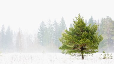 Green tree on the foggy forest background clipart