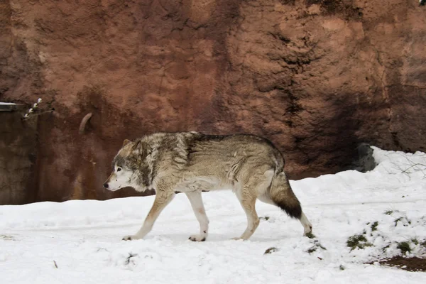 Σκούρο γκρι λύκος το χειμώνα — 图库照片