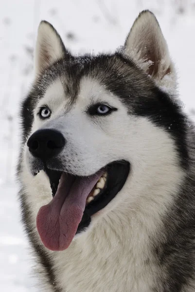 Husky siberiano dagli occhi azzurri — Foto Stock