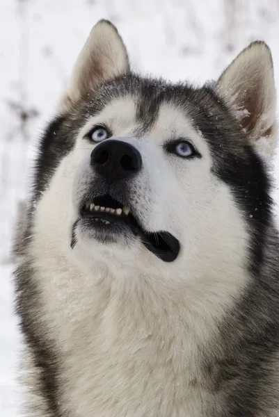 Μπλε-eyed Σιβηρία σκύλος χάσκεϋ — Φωτογραφία Αρχείου