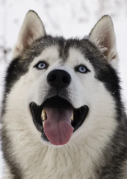 Μπλε-eyed Σιβηρία σκύλος χάσκεϋ — Φωτογραφία Αρχείου