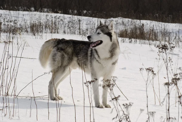 Σιβηρία σκύλος χάσκεϋ μέσα σε ένα τοπίο της στέπας — Φωτογραφία Αρχείου