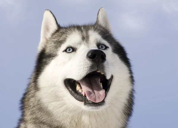 Picture of a siberian husky — Stock Photo, Image