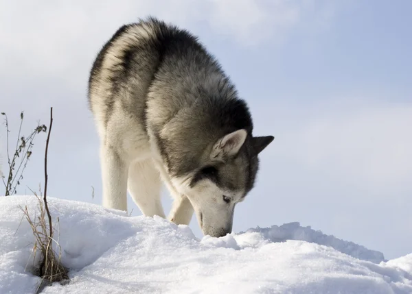 Imagen de un husky siberiano — Foto de Stock
