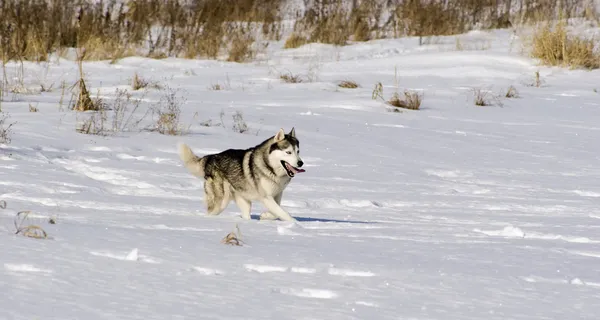 Siberian husky i steppen landskap — Stockfoto