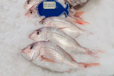 Yeni Zelanda red snapper balık buz üstünde