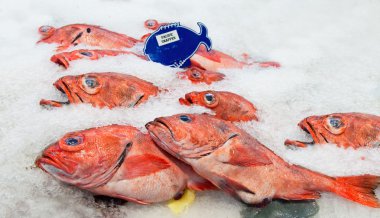 Pacific red snapper on ice clipart