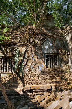 Banyan trees in Beng Mealea temple, Cambodia clipart