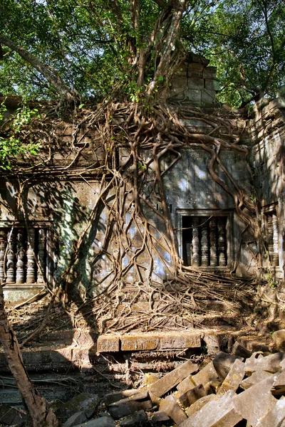 Drzewa banyjskie w świątyni Beng Mealea, Kambodża — Zdjęcie stockowe