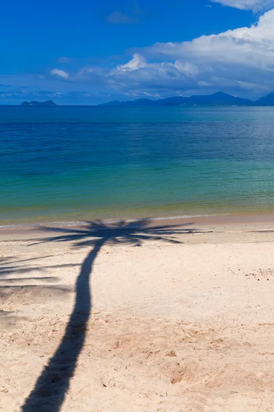 Παλάμη δέντρο σκιά στην παραλία — Φωτογραφία Αρχείου
