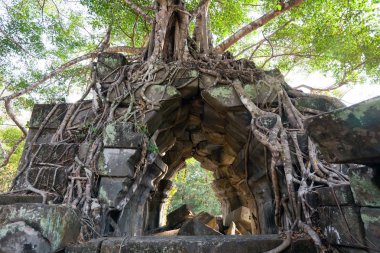 Banyan trees on ruins clipart