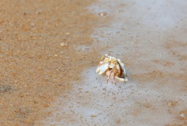 Deniz sahilinde seashell Yengeç