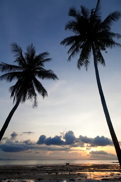 Puesta de sol con silueta de palmera — Foto de Stock