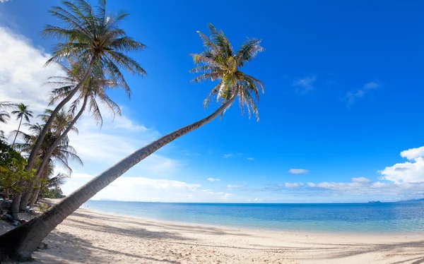 Palmer på stranden sand på tropical resort — Stockfoto