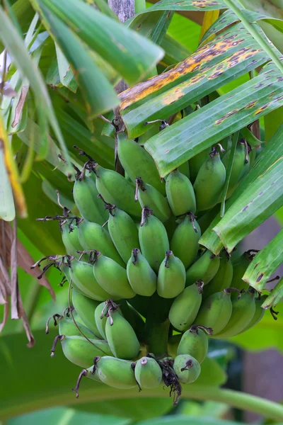 Banda zielonych bananów — Zdjęcie stockowe
