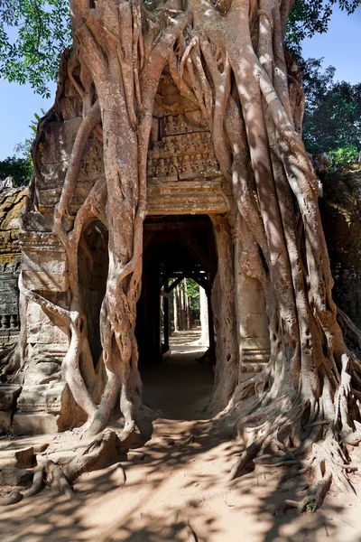 Starověký chrám preah khan v komplexu angkor — Stock fotografie