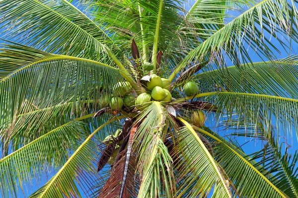 Coconuts on palm tree — Stock Photo, Image